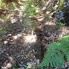 Plants: image 141 Of 208 Thumb